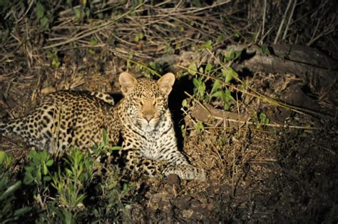 Hluhluwe Game Reserve Accommodation,South Africa