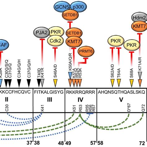 Effect Of Hiv 1 Tat Amino Acid Variation On Tar Dependent Ltr