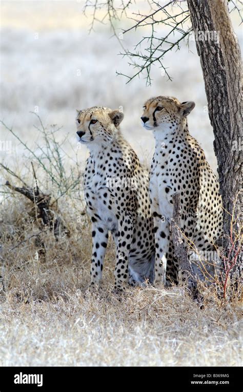 Cheetah Litter Mates Two Adult Cubs Acinonyx Jubatus Ndutu