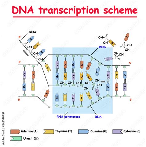 Dna Transcription Dna And Rna Structure Double Helix Colore On White Background Nucleotide