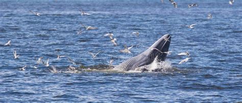 The Bryde s Whale. stock image. Image of blue, bird, eating - 61806313