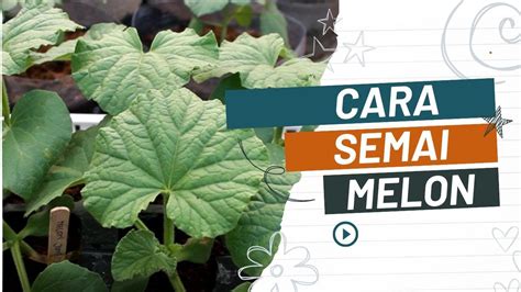 Cara Semai Melon Dari Biji Cara Semai Melon Dari Biji Buah Mudahnya