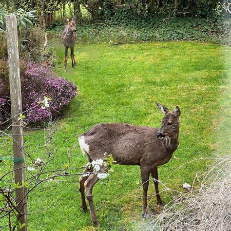 Do Deer Eat Marigolds? [Best Ways to Deter Them]