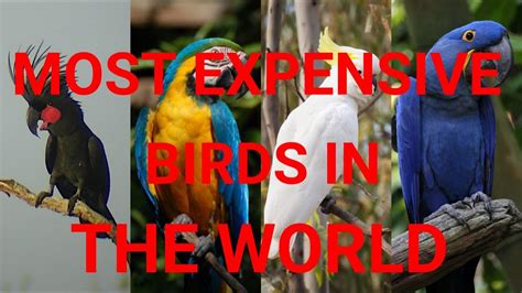 Top Most Expensive Parrots In The World Atelier Yuwa Ciao Jp