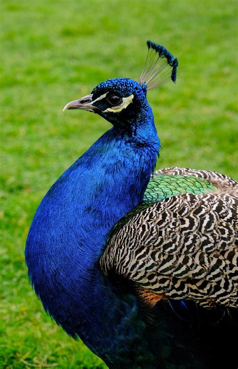 This video went viral where you can see them using | This video went