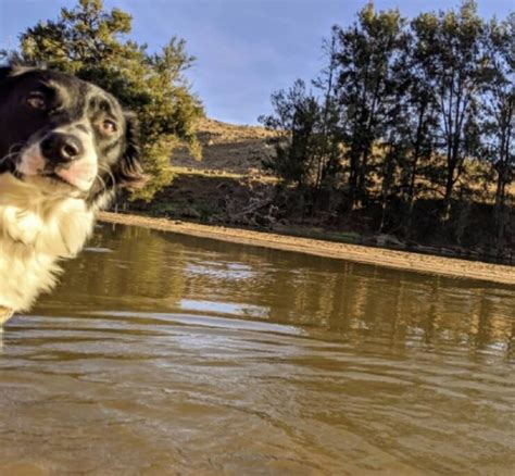 Foto Apparentemente Normali Per Fortuna Ci Sono I Cani A Renderle