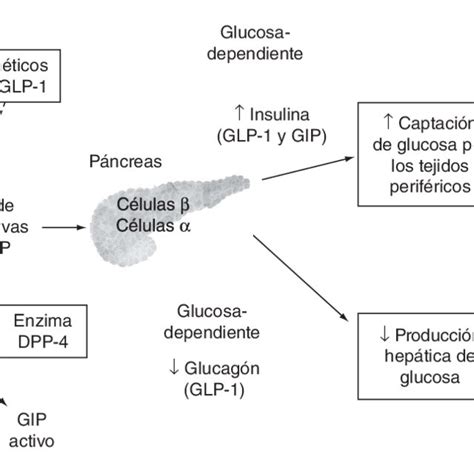 Los efectos del péptido similar al glucagón tipo 1 GLP 1 en los seres