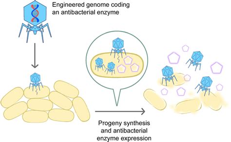 Phages With Engineered Enzymatic Activity After Initial Infection With