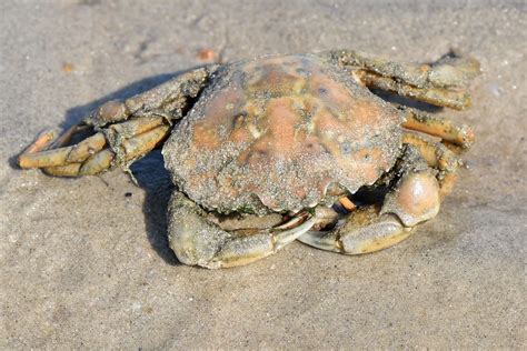 Strandkrabbe Carcinus Maenas Gemeine Strandkrabbe C Flickr