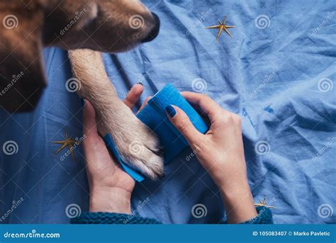 Girl Putting Bandage on Injured Dog Paw Stock Image - Image of ...