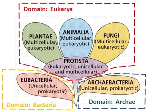 Kingdom Biology Definition