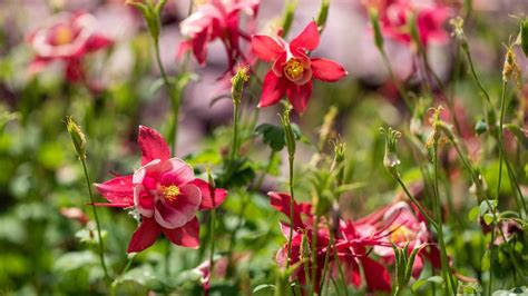 Uc Davis Arboretum And Public Garden Learning By Leading