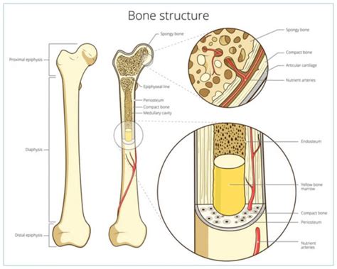 aging   bones joints spot  symptoms