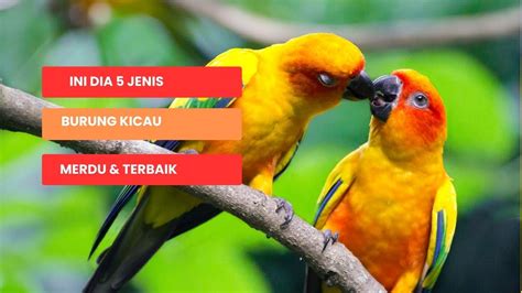 5 Jenis Burung Kicau Paling Merdu Dan Terbaik YouTube