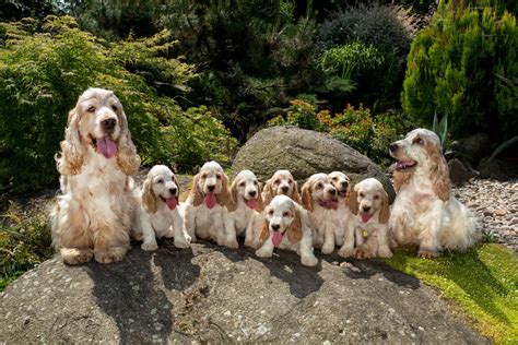 運動も遊ぶのも大好き！イングリッシュ・コッカー・スパニエルの魅力 愛犬との旅行ならイヌトミィ