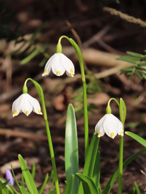 Campanilla De Invierno Flor Foto Gratis En Pixabay Pixabay