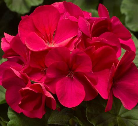 Breeders Seeds Ltd Annual Seeds Geranium Pinto Premium F1