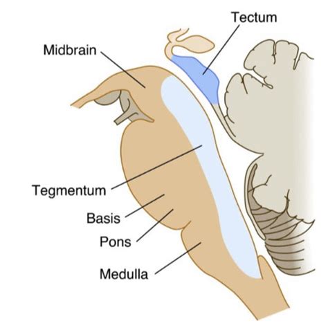 Brain Stem Cerebellum Flashcards Quizlet