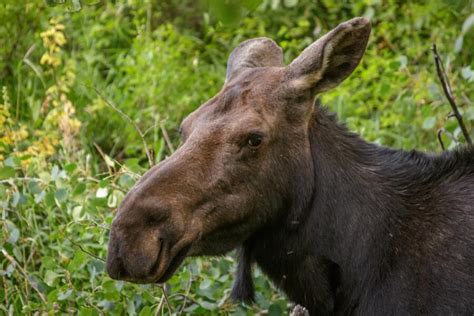 11 Moose Spirit Animal Meaning Spiritual Meaning