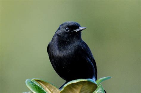 Free Hd Background Images Child Crow With Alone