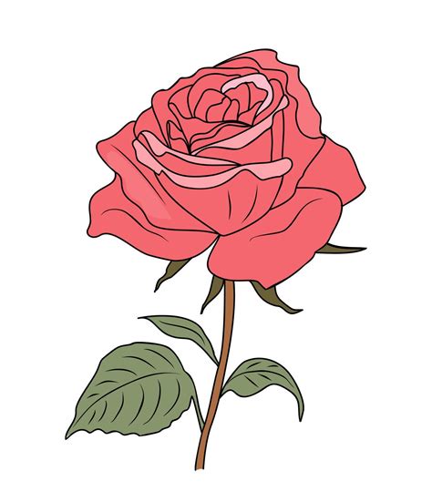 Rose June Birth month flower illustration 66861777 Vector Art at Vecteezy