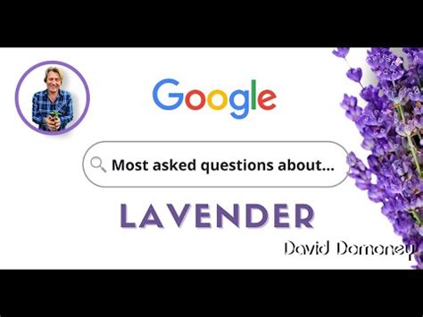 David Domoney Most Googled Questions About Lavender Youtube