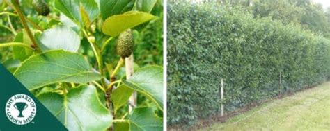 16 Hedge Plants For Clay Soil ShiraleeFerre