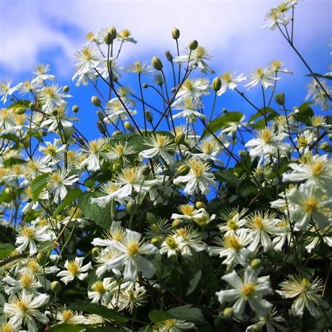 Botanical Clematis Paul Farges 2l Fruttii Shop