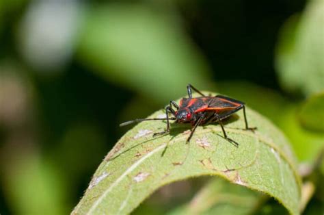 Scents That Boxelder Bugs Hate And How To Use Them Pest Pointers