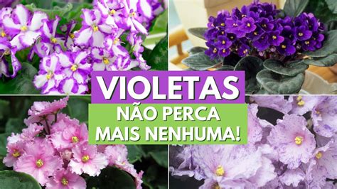 Como Cuidar De Violetas Africanas Dicas De Cultivo E De Como Fazer