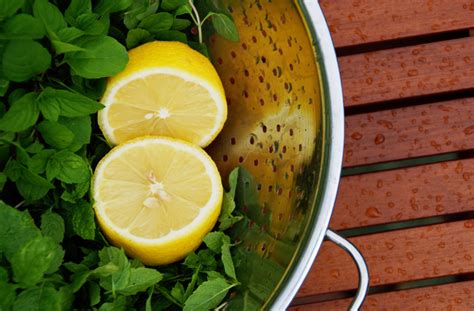 Pfefferminzsirup Selber Machen Edle Essenz Aus Frischer Minze