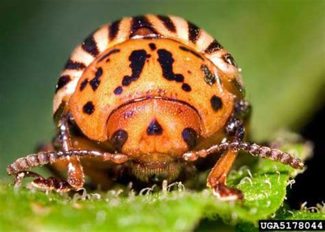 Colorado Potato Beetle Leptinotarsa Decemlineata Say