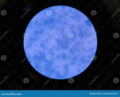 capsule stain stock photo image  background bacterial