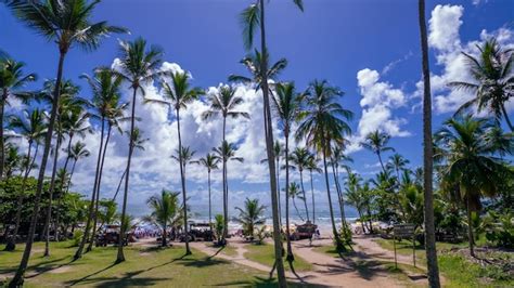 Vista aérea de la playa de itacare bahía brasil hermosos cocoteros y