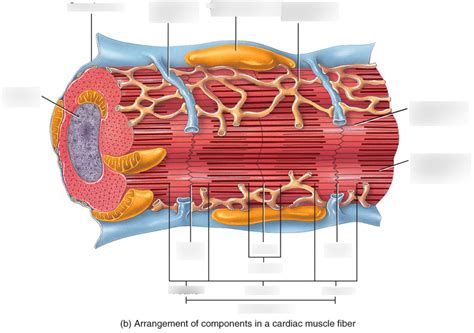 Cardiac Muscle Fiber Pt 1 Diagram Quizlet