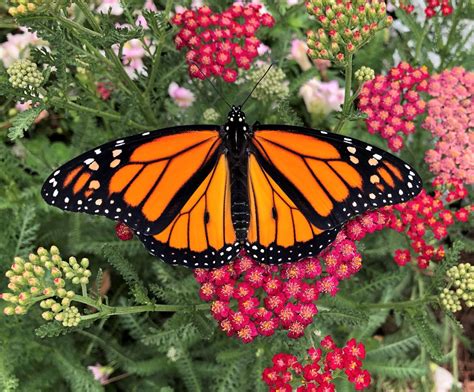 Monarch Butterfly Identification Guide - The National Wildlife ...