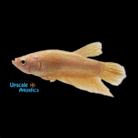 Gold Dragon Halfmoon Betta Male Betta Splendens The Fish Warehouse