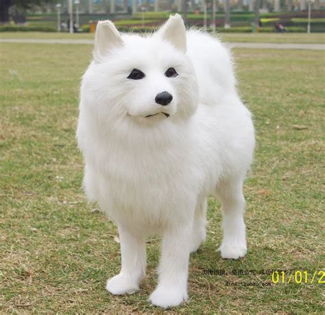 Symulacja Zwierz T Bia Y Samoyed Pies Model R Kodzie A Dekoracji