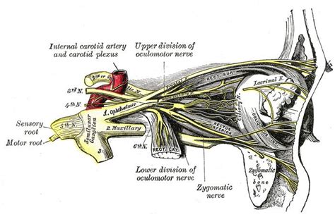 Nasociliary nerve - Alchetron, The Free Social Encyclopedia