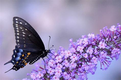 Celular Fotos De Mariposas Para Fondo De Pantalla