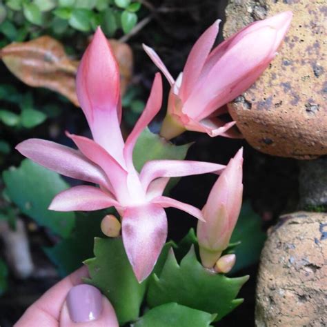 Schlumbergera Truncata Zygocactus Hybrid Christmas Flame Divine