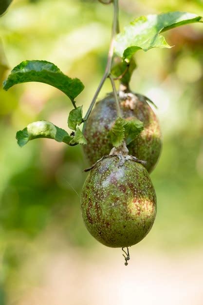 Premium Photo Close Up Of Passion Fruits Hanging From Vines