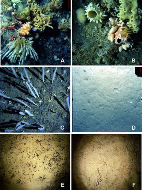 Seabed imagery of different shelf and deep-sea Antarctic benthic ... 