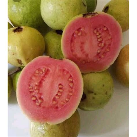 Jual JAMBU BIJI GUAVA 250 GR SAYUR SEGAR PALEMBANG Shopee Indonesia