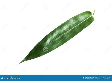 Green Bamboo Leaves Isolated On White Background Stock Image Image Of