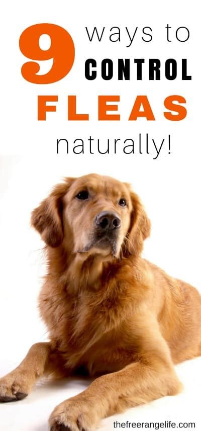 9 Natural Ways to Get Rid of Fleas in Your Home and On Your Pets