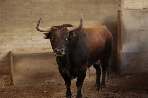 Los Seis Toros De La Corrida Concurso De Ganader As