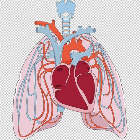 Pulmonary Circulation Vector