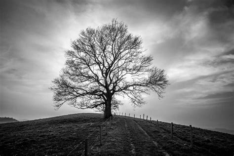 Black And White Photograph Of A Tree On Top Of A Hill