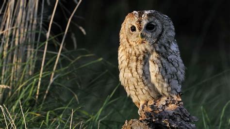 Tawny Owl Sounds Owl Sound In The Night Great Horned Owl Sound Sound Effects No Copyright